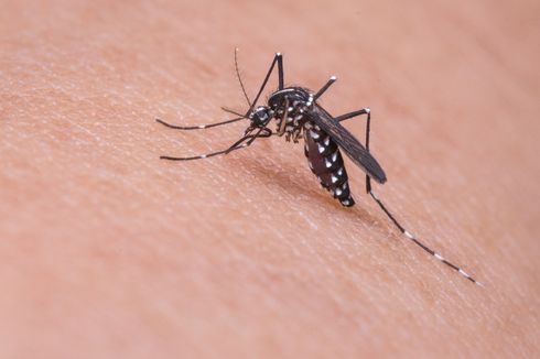 5 Serangga Pengisap Darah, Nyamuk hingga Kutu