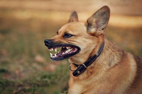 131 Desa Adat di Buleleng Bentuk Aturan Tata Cara Pelihara Anjing untuk Cegah Rabies