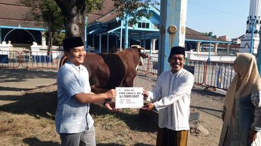 Bambang dan Kevin, Sapi Kurban Presiden dan Wapres yang Disembelih di Masjid Agung Solo