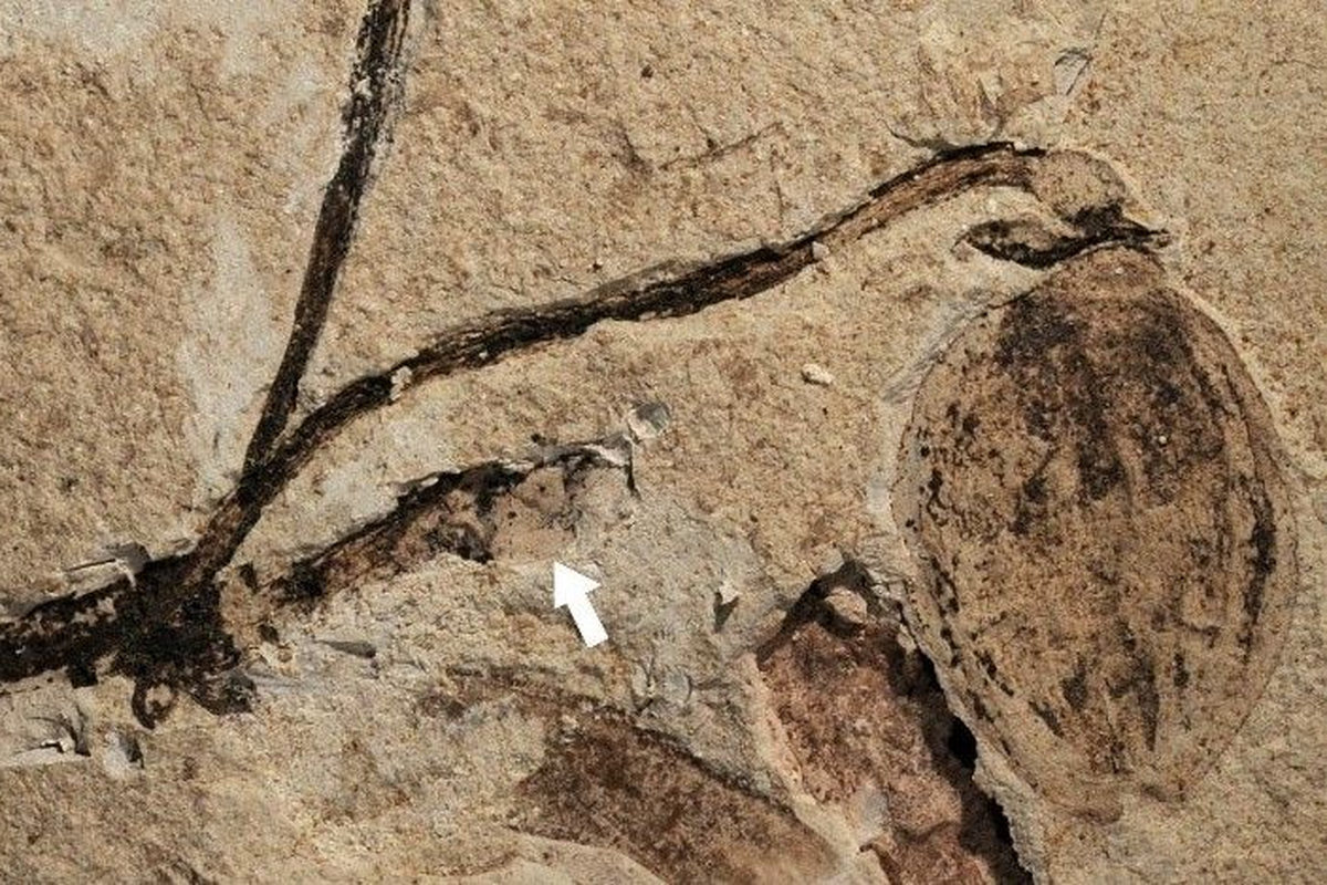 Fosil tanaman Florigerminis jurassica yang memiliki kuncup bunga (ditandai dengan panah putih), Diyakini sebagai kuncup bunga tertua yang pernah ditemukan dan diketahui berusia 164 juta tahun lalu dari zaman Jurrasic di China.


