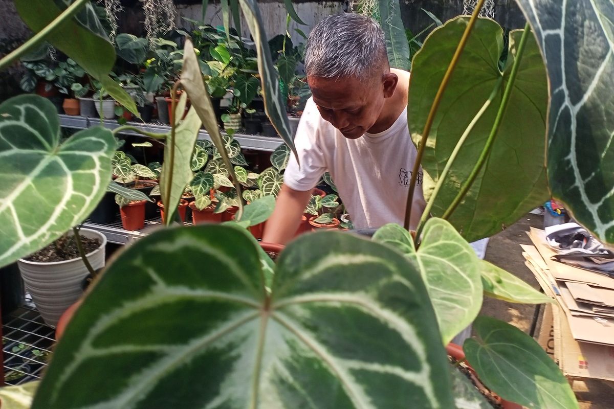 Agus Dedi (54) warga Kampung Sukasari RT 04 RW 02 Desa Cinunuk, Kecamatan Cileunyi, Kabupaten Bandung, Jawa Barat, menjadi pengusaha tanaman hias jenis Kuping Gajah sejak Pandemi Covid-19 melanda. Buah tangannya, berhasil melahirkan jenis Kuping Gajah baru dari hasil kawin silang.