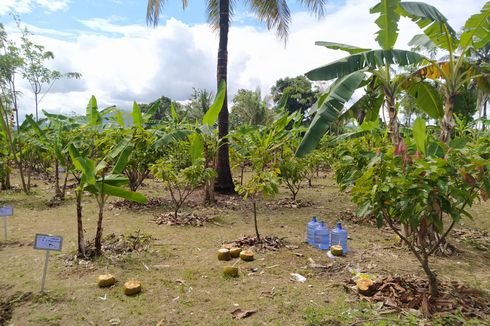 Keluhan Petani Kakao dan Upaya Pemerintah-Swasta agar Budi Daya Cokelat di Pinrang Sulsel Tetap Eksis