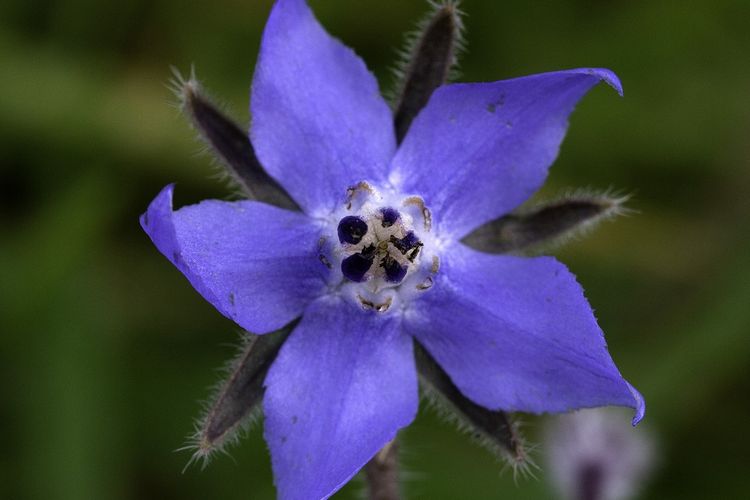 Ilustrasi bunga borage atau bunga bintang.