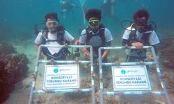 Lestarikan Laut, Pelindo Terminal Petikemas Tanam 632 Bibit Terumbu Karang di Pulau Pahawang