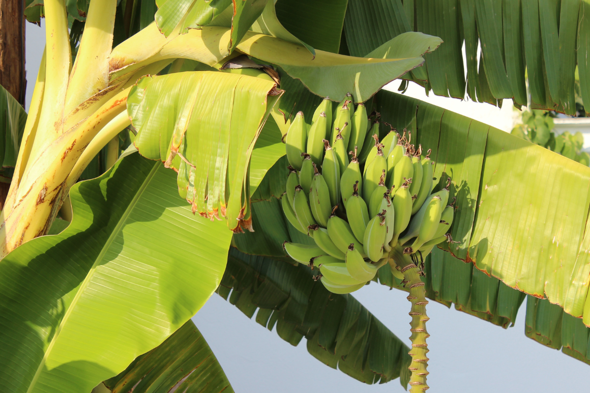 ilustrasi pohon pisang.