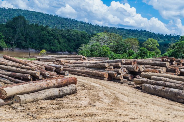 Kayu-kayu hasil pembalakan liar tergeletak di sepajang sungai Mahakam di Kalimantan