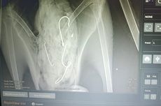 Tambahan Anggaran KKP Rp 2 T untuk Bangun Kapal Sampai Beli Drone