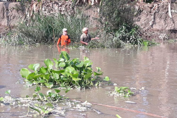 Warga Desa Jrebeng saat mencari ikan di aliran Bengawan Solo dalam agenda kumbohan, Jumat (20/12/2019).