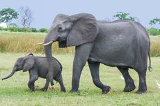 13 Fakta Menarik Gajah: Ukuran, Masa  Kehamilan, hingga Makanannya