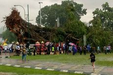 Pohon Beringin di Alun-alun Banjarnegara Tumbang, 1 Orang Tewas