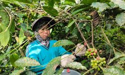 Nestlé dan ILO Luncurkan Proyek Perlindungan Pekerja di Rantai Pasok Kopi