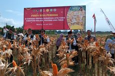 Panen Jagung di Lahan yang Dikelola Eks Napiter, Ini Harapan Kepala BNPT 