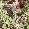 Mangsa Sapi di Kebun, Ular Piton Sepanjang 7 Meter Ditebas Warga