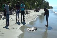 Dalam 2 Bulan, 18 Penyu Langka Ditemukan Mati di Pantai Polewali Mandar