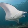 Taman Nasional Komodo Jadi Rumah Pari Manta Terbesar di Dunia