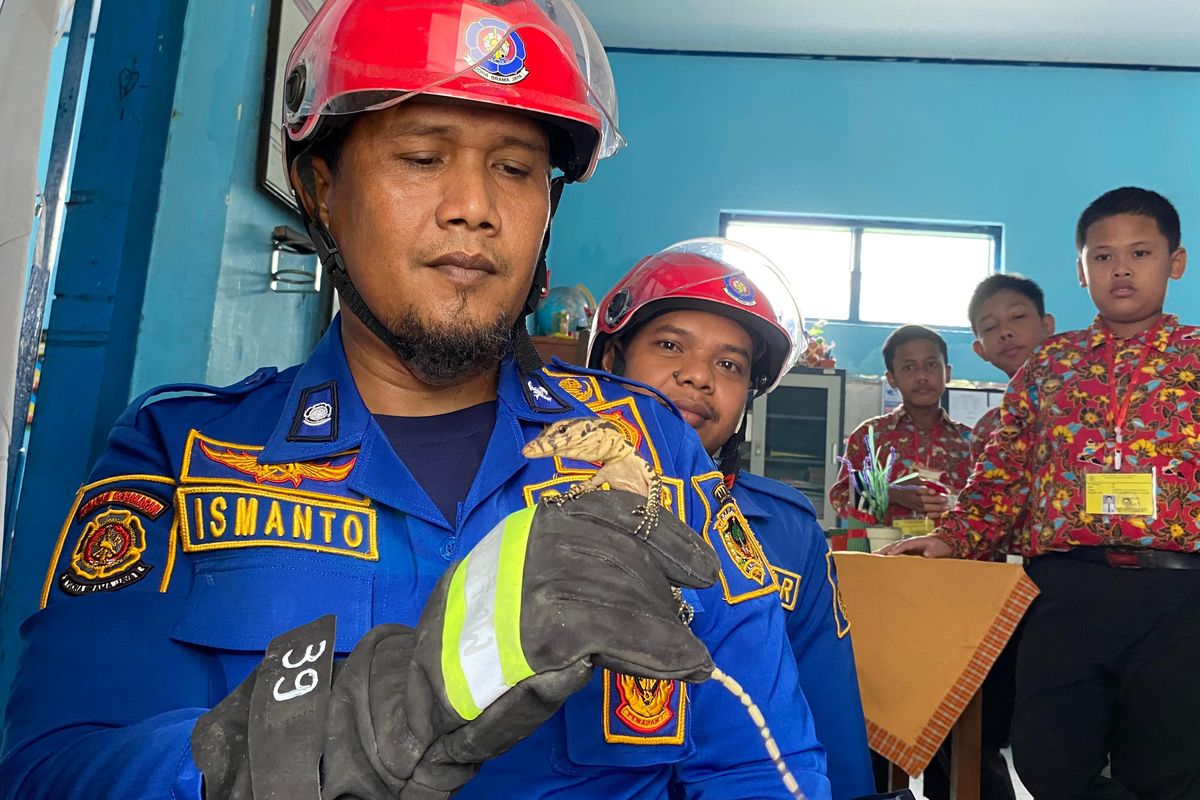 ANAKAN BIAWAK—Petugas Damkar Pemkab Madiun, Ismanto menunjukkan anakan biawak yang ditangkap di ruang ujian SDN Slambur, Kecamatan Geger, Kabupaten Madiun, Jawa Timur, Kamis (22/5/2025). Sebelum ditangkap guru pengawas mengira anakan biawak itu adalah ular.   
