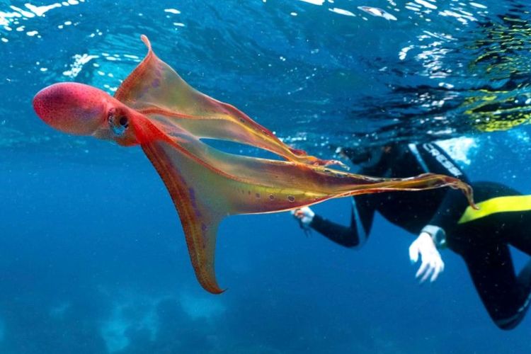 Gurita selimut, Blanket Octopus adalah gurita langka. Gurita ini menampakkan diri di perairan Great Barrier Reef.