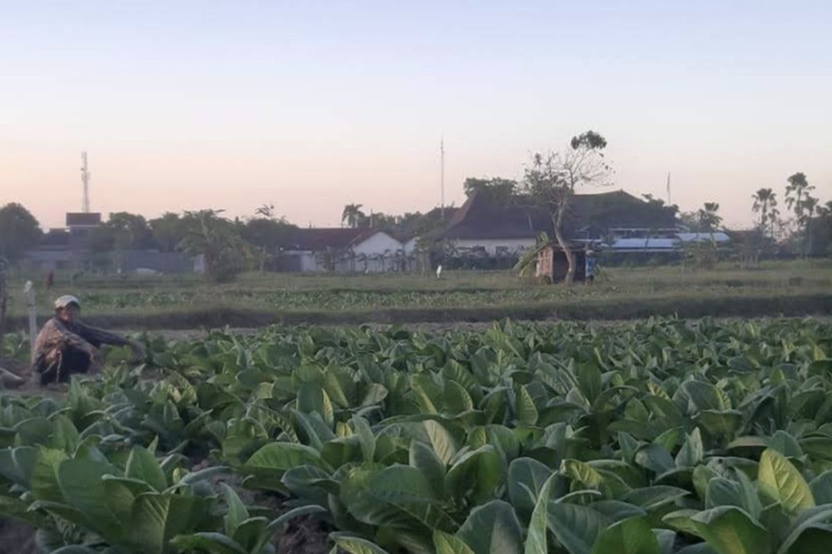 Petani berada di lahan tembakau setelah dua hari diguyur hujan di Kabupaten Pamekasan, Rabu (20/8/2025)