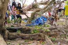 2 Warga Tertimpa Pohon Tumbang di Pantai Wisata Maluku Tengah