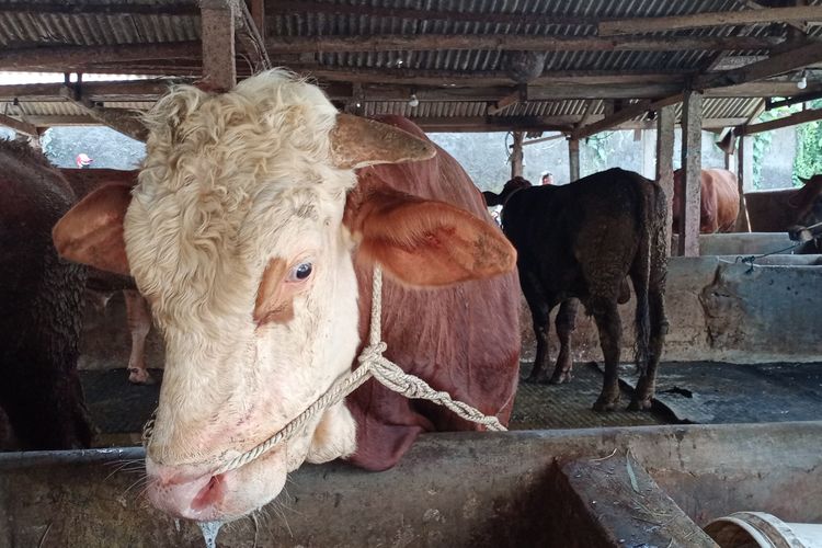 Salah satu sapi di Kampung Sanan, Kelurahan Purwantoro, Kota Malang, Jawa Timur terlihat bergejala PMK pada Rabu (25/5/2022). 