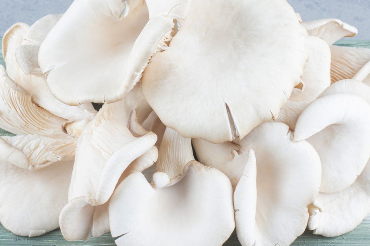Ilustrasi jamur tiram. 