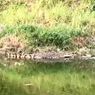 Warga di Makassar Dihebohkan dengan Kemunculan Buaya di Pinggir Kanal, Diduga Hendak Buat Sarang