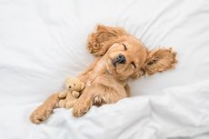 7 Faktor yang Mempengaruhi Waktu Tidur Anjing Peliharaan, Apa Saja?
