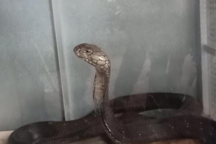 Ular king kobra yang gigit pawang hingga tewas di Trenggalek.