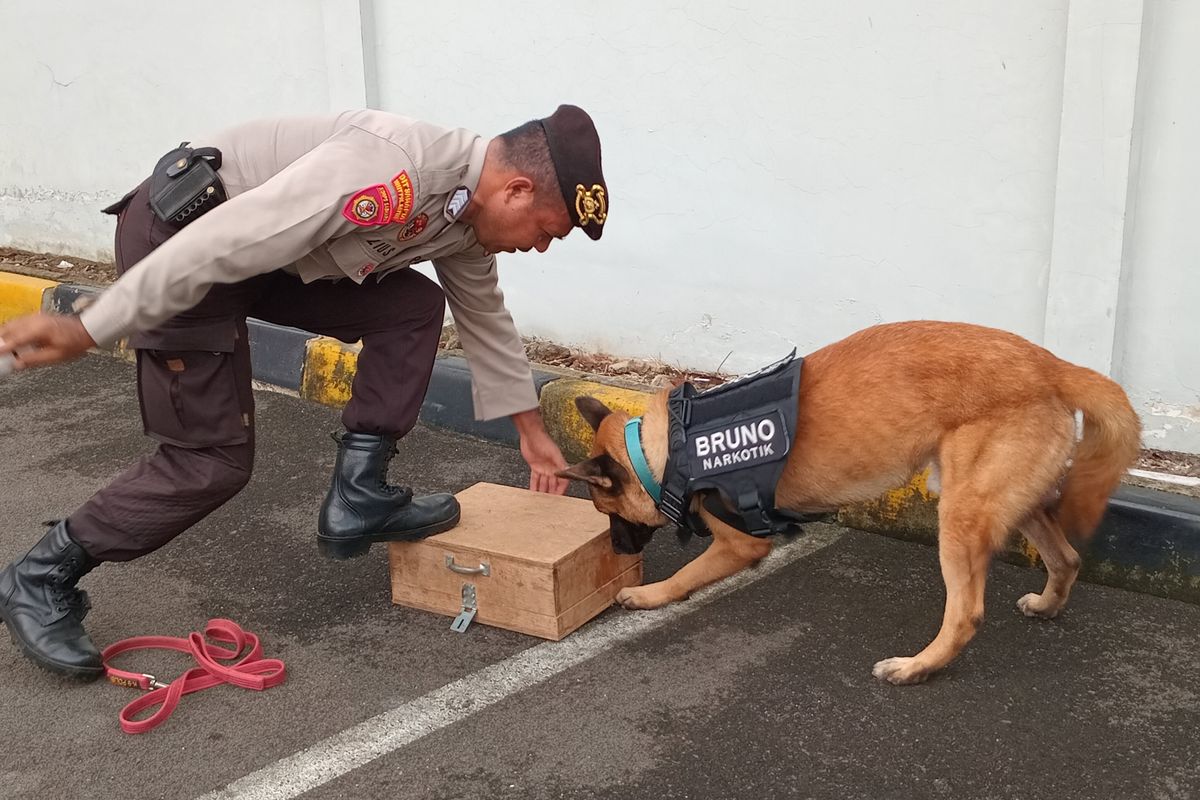 Salah satu anjing K9 bernama Bruno yang bertugas sebagai anjing pelacak barang-barang terlarang seperti narkotika saat melakukan pelatihan di Unit Polsatwa K9 Polda Metro Jaya, Slipi, Jakarta Barat, Rabu (12/6/2024).