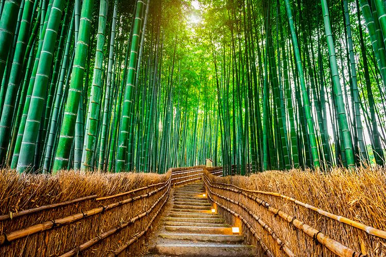 Hutan Bambu Sagano, Salah Salah Satu Hutan Terindah di Dunia.