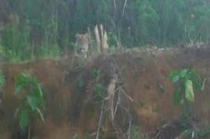 Harimau yang Terkam Seorang Pria di Riau Diperkirakan Sudah Dewasa