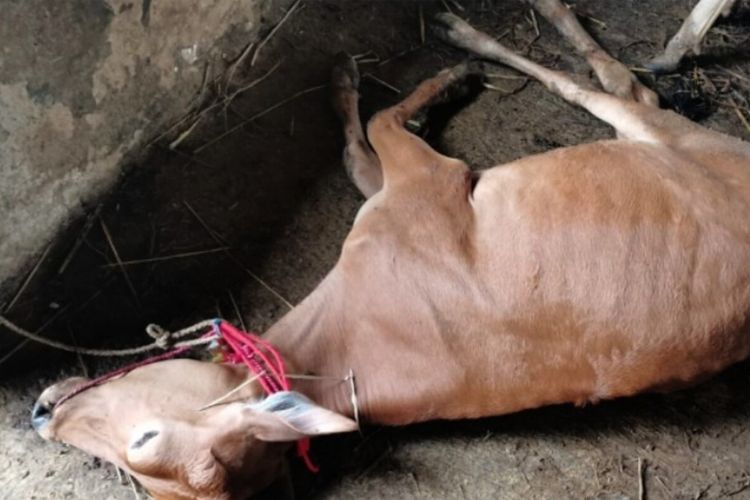 Sapi bantuan Pemprov Riau mati di Stasiun Karantina Pertanian Kelas II Bangkalan, Jawa Timur (Jatim) yang menahan pengiriman sapi bantuan Pemprov Riau untuk masyarakat.