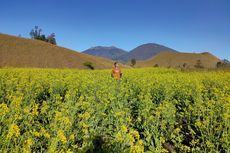 Kebun Sawi Bondowoso Ini Mirip Suasana di Pulau Jeju, Begini Potretnya