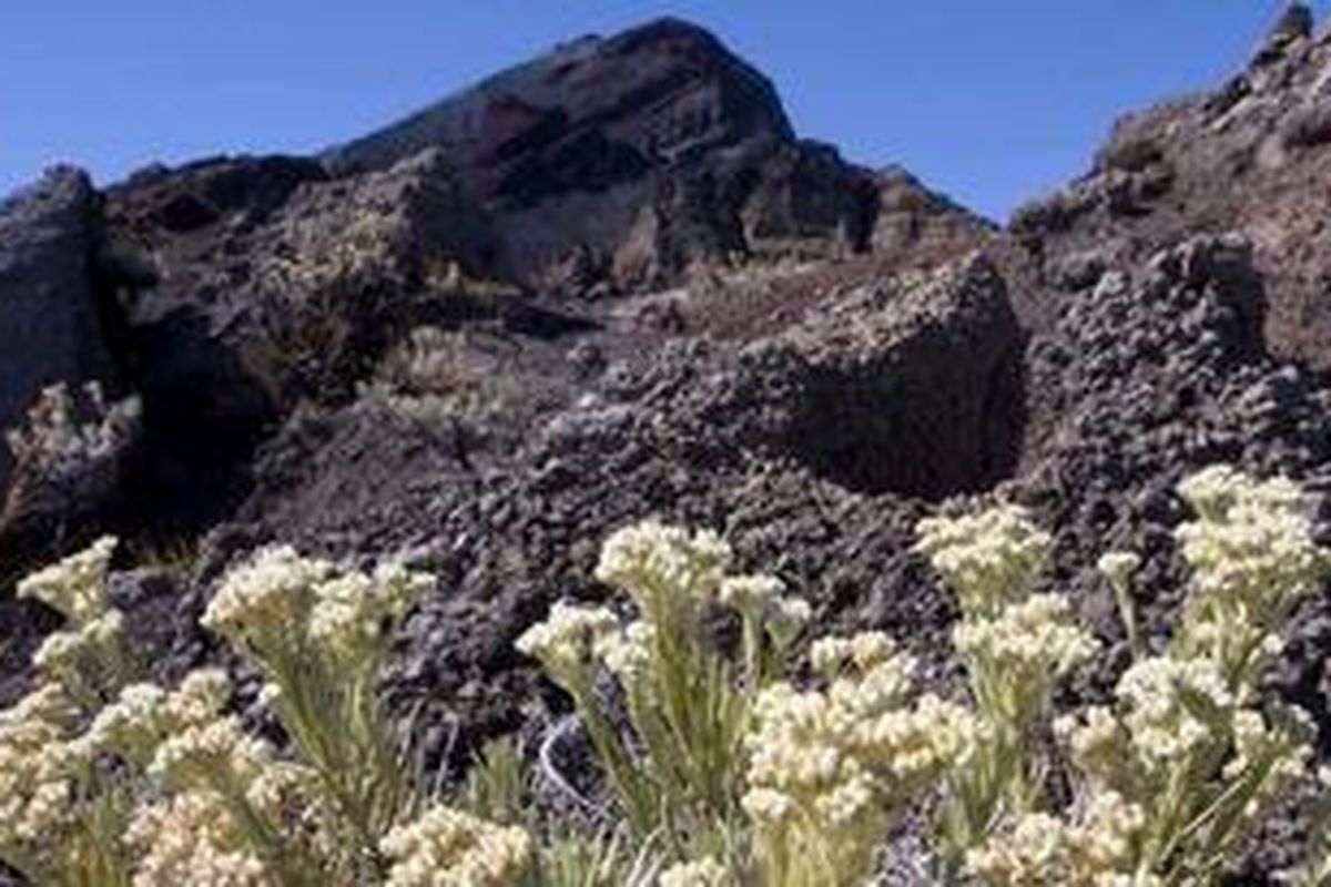 Ilustrasi edelweiss (Anaphalis javanica).