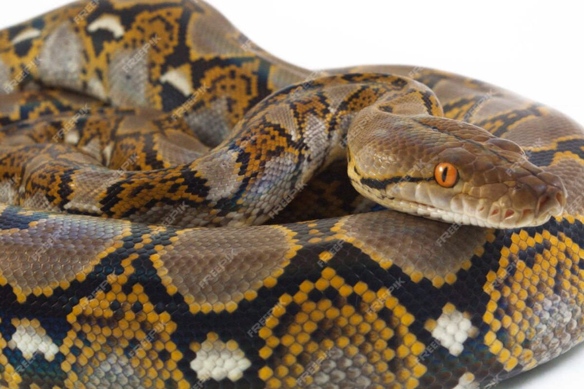 Ilustrasi ular piton.