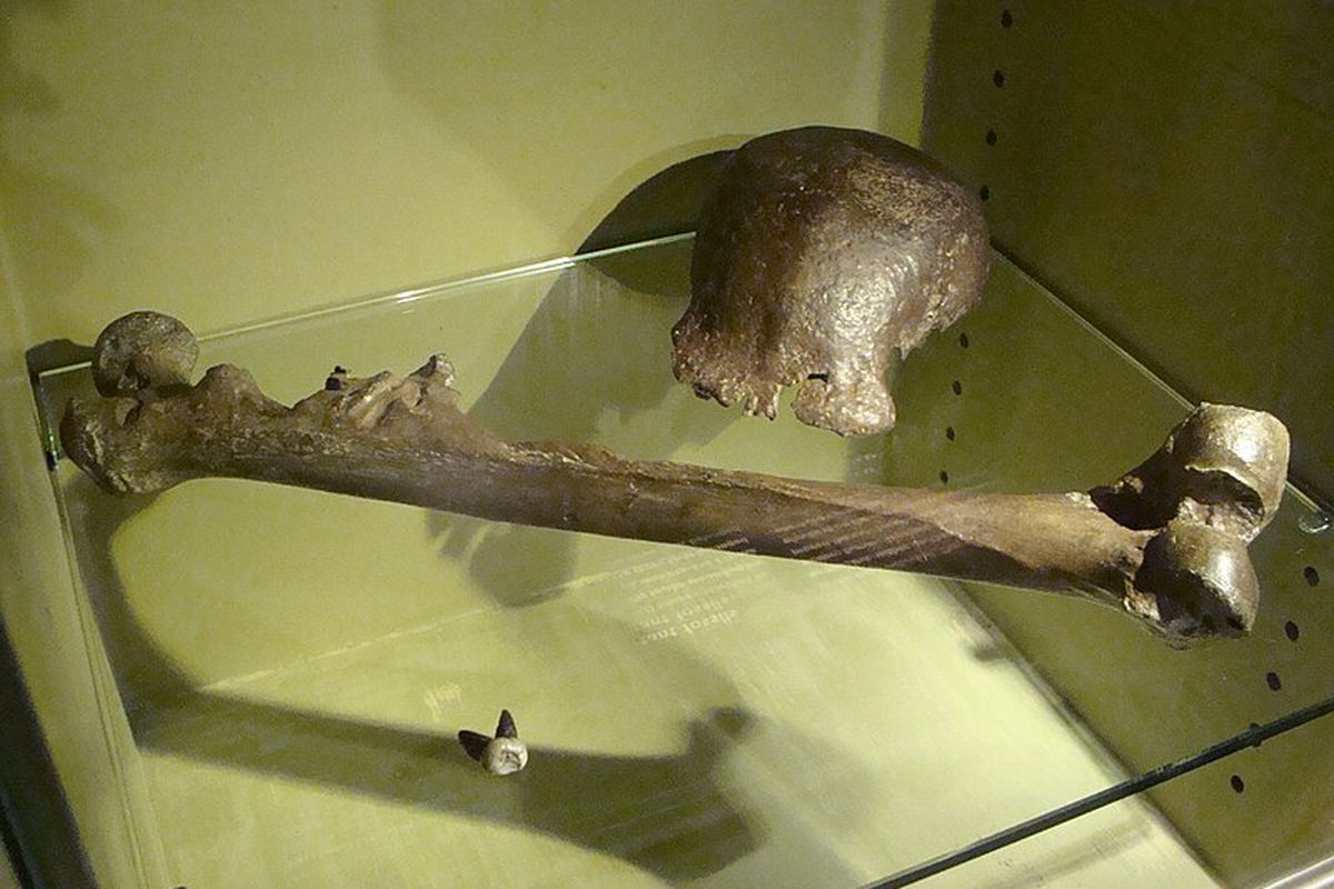 Fosil temuan Eugene Dubois yang dulu dinamai Pithecanthropus erectus dan sekarang diklasifikasikan sebagai Homo erectus.