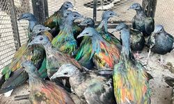 Satwa Liar Terjepit Deforestasi, Perburuan, dan Perdagangan Ilegal