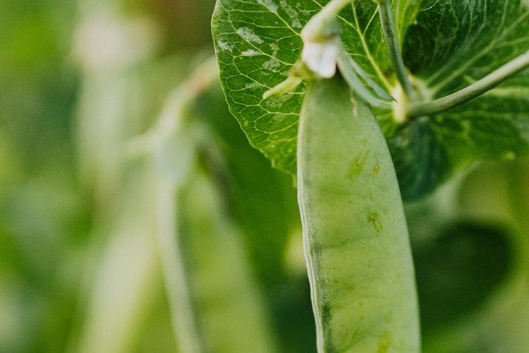 Ilustrasi tanaman kacang hijau