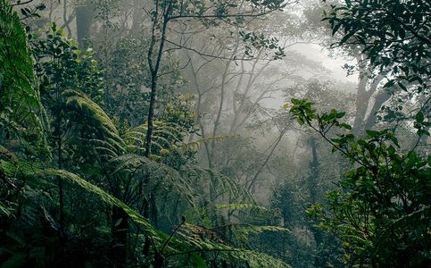 Rainforest Giants Brazil, Indonesia, DR Congo Sign Deforestation Pact