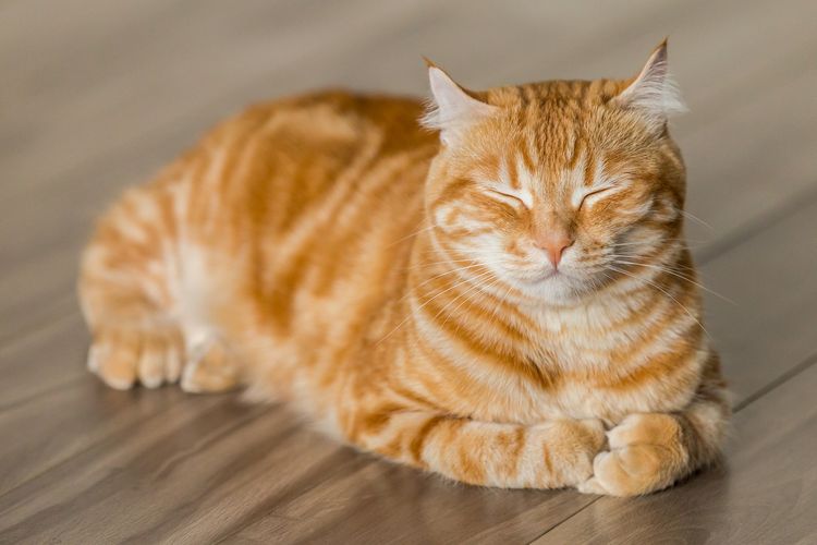 Ilustrasi kucing oranye. 