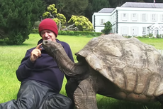Kura-kura Tertua di Dunia Rayakan Ulang Tahun ke-191 Tahun