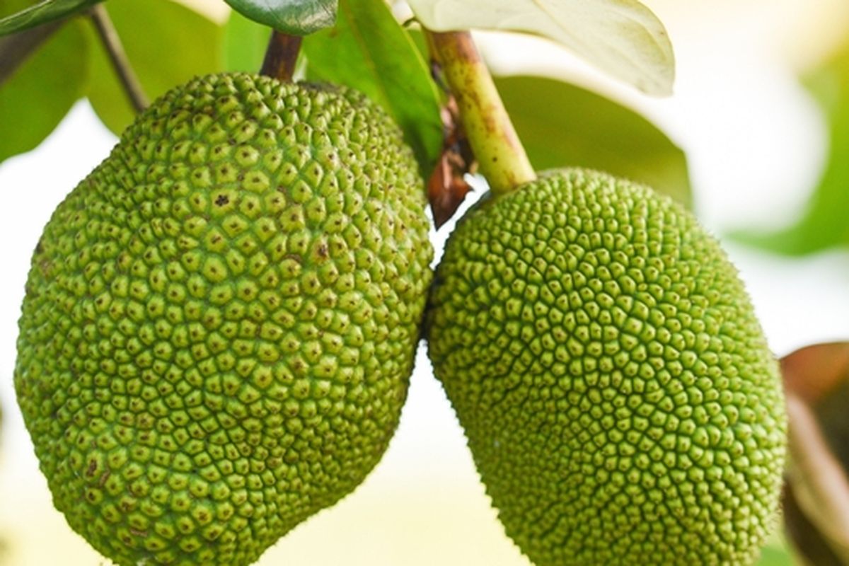 Ilustrasi nangka, pohon nangka. 