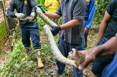 Kelakuan Bejat Pria di Jakbar Pamer Kelamin Saat VC dengan Wanita