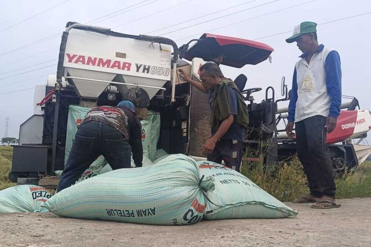 Puluhan Hektare Sawah Rusak Karena Banjir Kini Panen Perdana di Aceh Utara