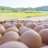 6 Tipe Telur Ayam di Pasaran, dari Cage-Free sampai Pasteurized