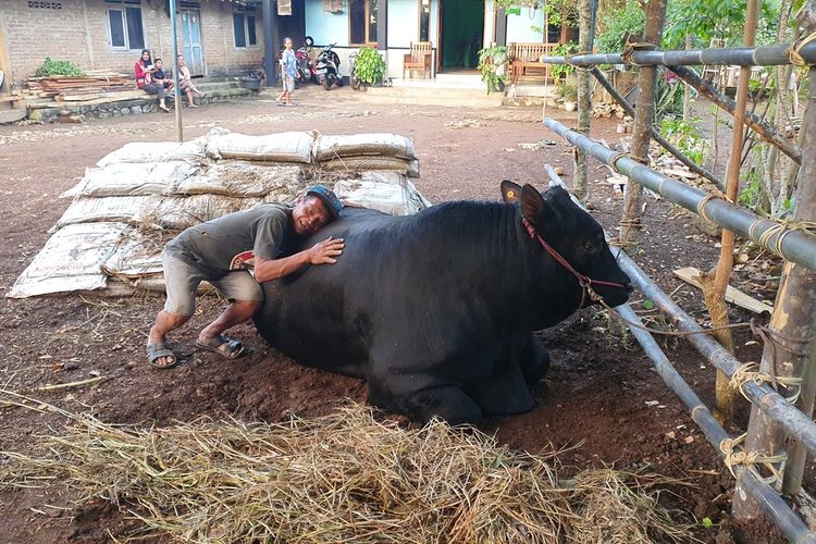 Sapi Bantuan Presiden RI Joko Widodo di Padukuhan Singkil, Kalurahan Tepus, Kapanewon Tepus, Gunungkidul. Selasa (27/6/2023)