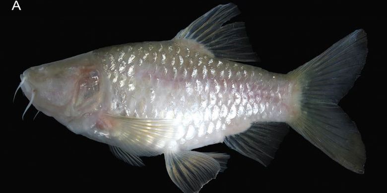 Barbodes klapanunggalensis, atau lebih dikenal sebagai wader gua buta Klapanunggal