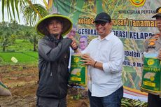 Dorong Produksi Beras, Kementan Laksanakan Tanam Padi Gogo Integrasi Kelapa di Sukabumi