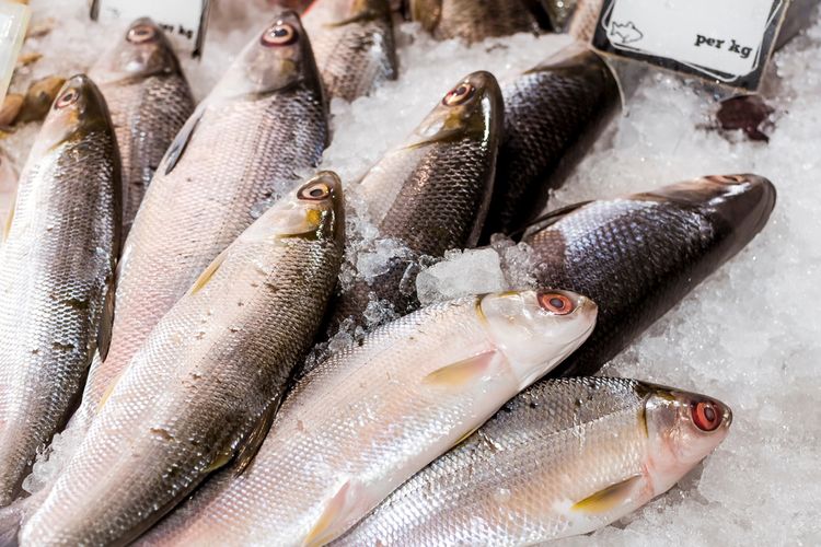 Ilustrasi ikan bandeng. 