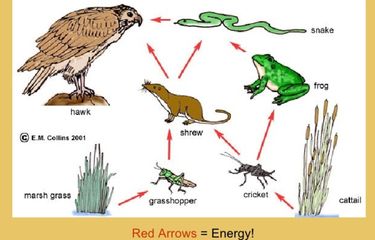 Ilmu yang mempelajari tentang hubungan timbal balik antara makhluk hidup dengan lingkungannya adalah ….